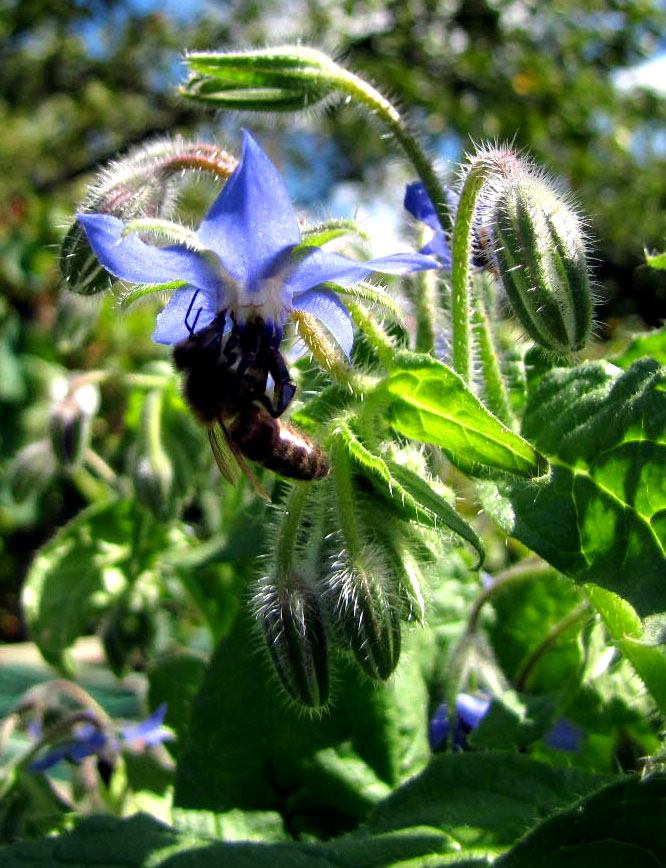 Fleur de bourrache