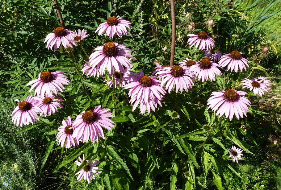 Echinacea purpurea